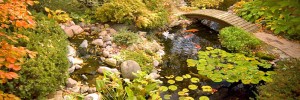 pond construction water gardens koi fish Jackson CA area Amador County & Calaveras County